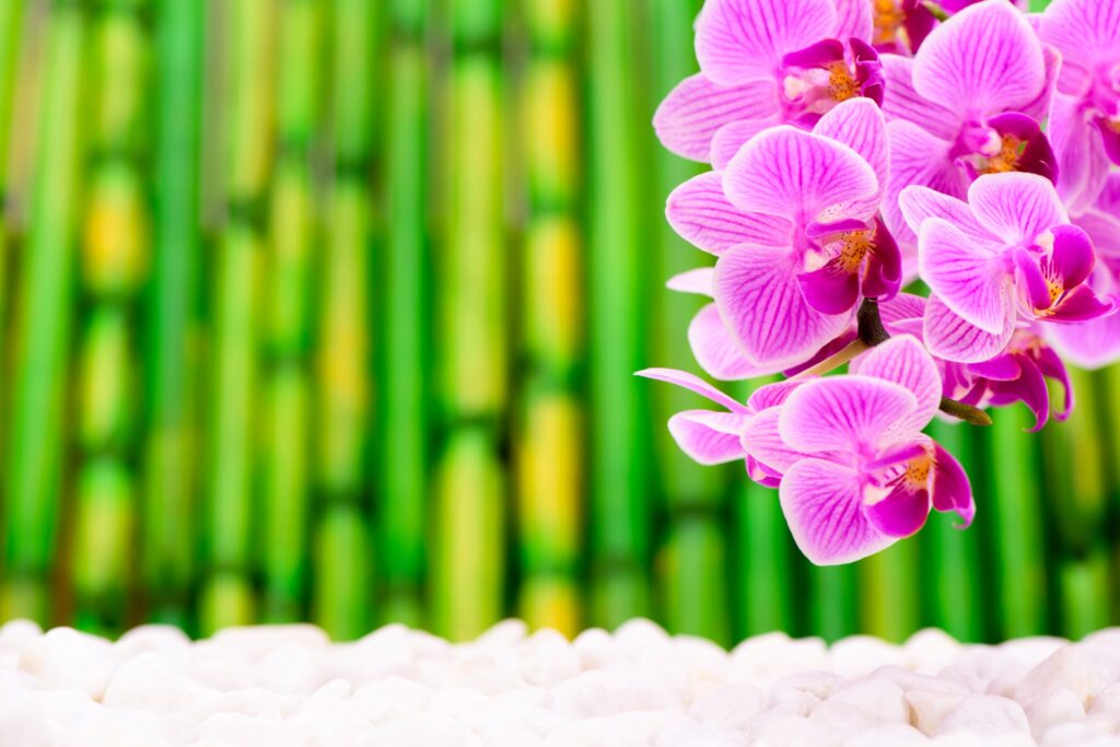 Jardin zen japonais avec le feng shui, le bambou et fleur d'orchidée