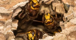 frelons asiatiques et européens