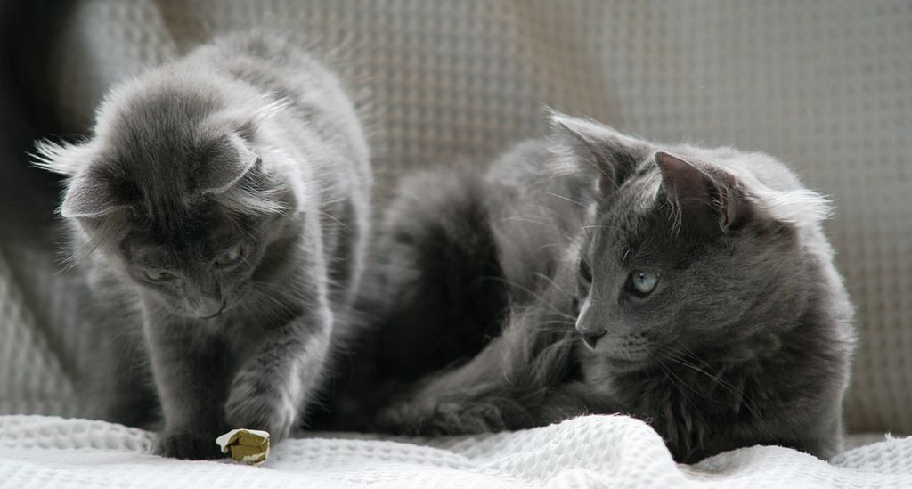 Nebelung