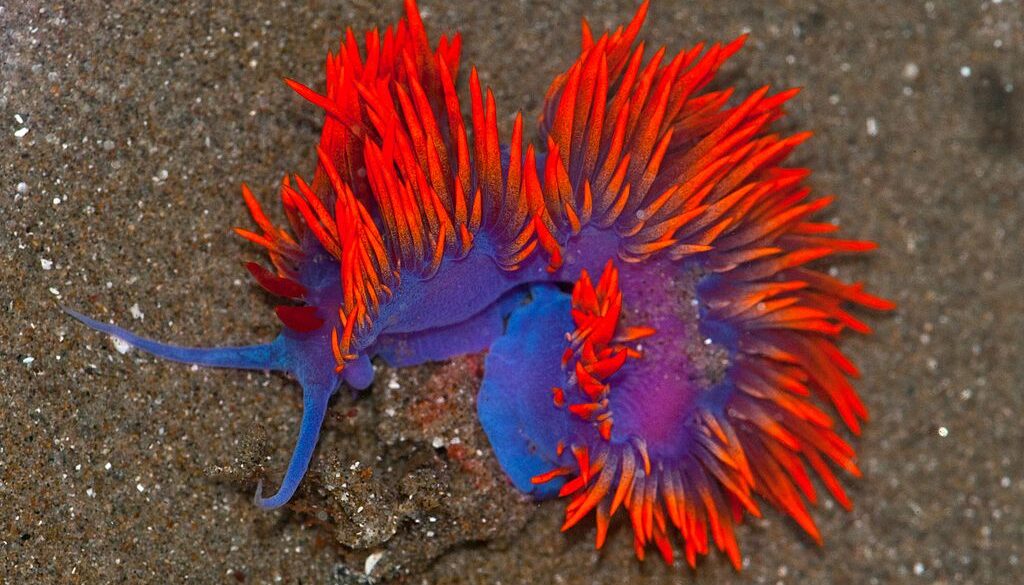 Nudibranche