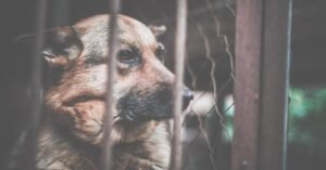 assurance pour chien dangereux