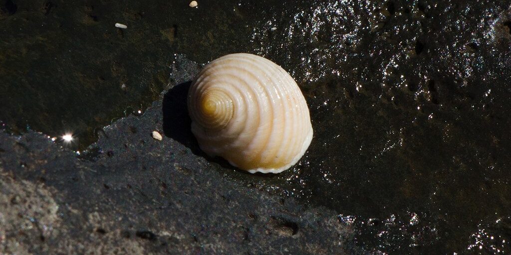 Nerite