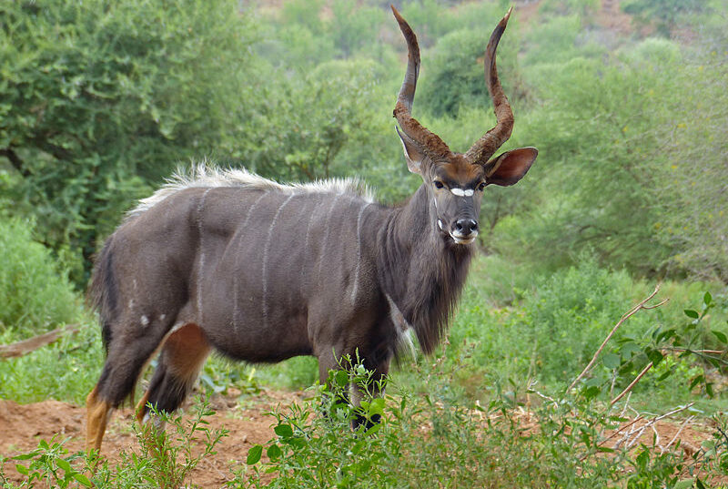 Nyala