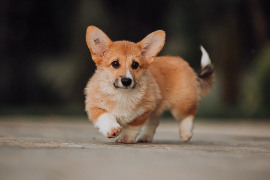 Bien éduquer un chiot l’importance de se former