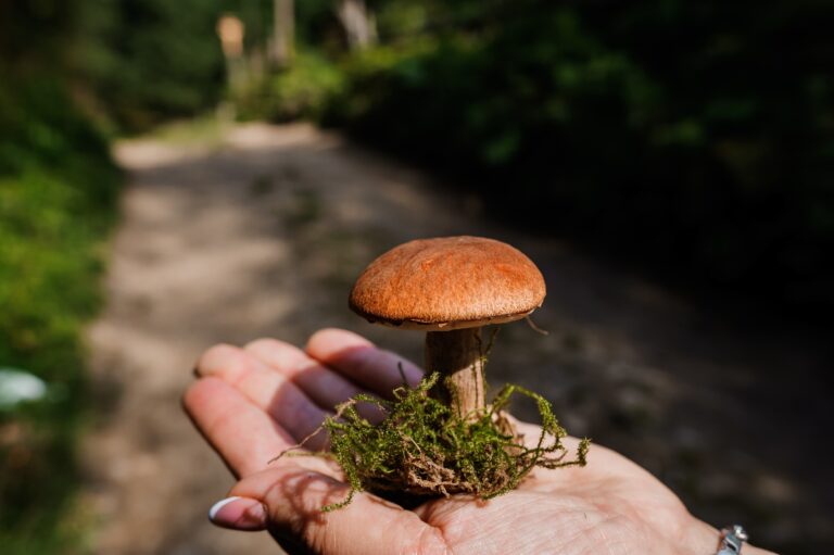 Quels sont les effets des champignons hallucinogènes sur la santé