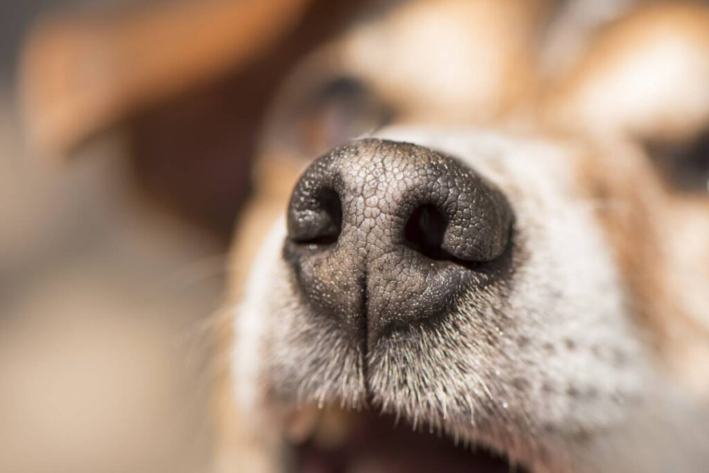 Le flair infaillible des chiens dans la lutte contre les punaises de lit