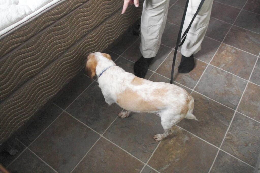 chien détecteur punaises lit flair inspection canine détection nuisibles parasites