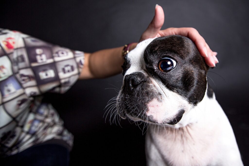 Boston Terrier