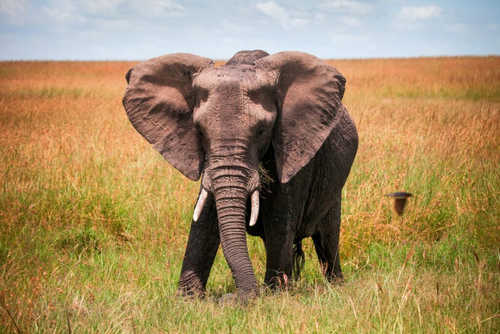 L'éléphant Ahmed dans la savane