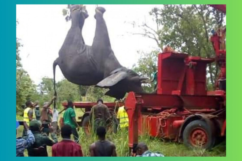 capture et transfert de l'éléphant ahmed