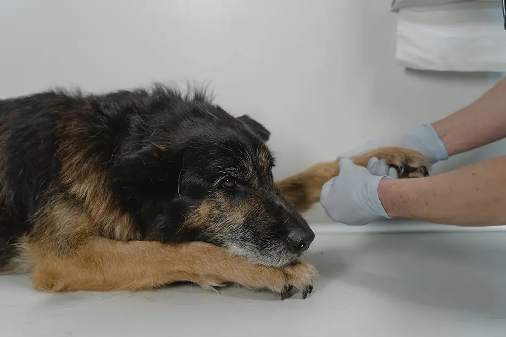 Chien arthrose vétérinaire