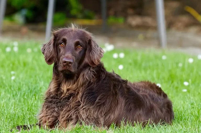 boiterie chien