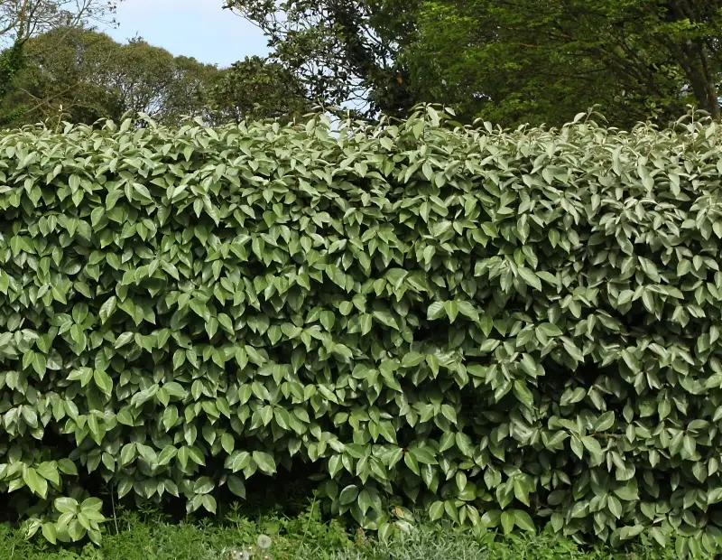 Haie rapide d'Éléagnus...