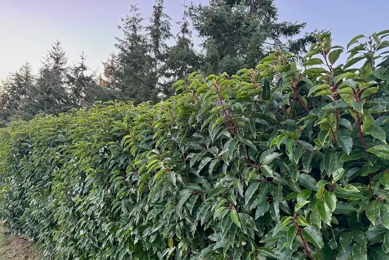 Haie de Laurier du Portugal...