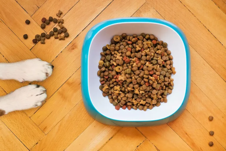 Comment bien lire les étiquettes de nourriture pour chats et chiens : décryptage simple pour maîtres débordés bol de croquettes vue d'en haut et nourriture pour chiens et chats avec 2 pattes